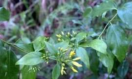 Ảnh minh hoạ: Internet