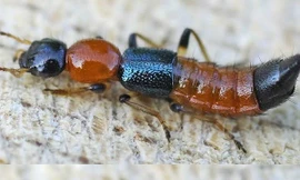 Ảnh minh họa: Internet