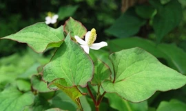 Ảnh minh họa: Internet