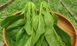 Ảnh minh hoạ: Internet