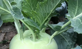 Ảnh minh họa: Internet