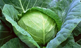 Ảnh minh họa: Internet