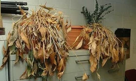 Ảnh minh hoạ: Internet