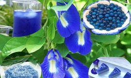 Ảnh minh họa: Internet