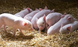 Ảnh minh hoạ: Internet