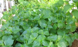 Ảnh minh họa: Internet