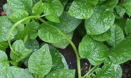 Ảnh minh họa: Internet