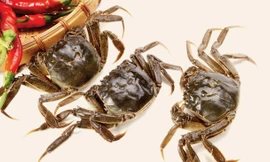 Ảnh minh họa: Internet