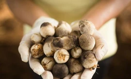 Ảnh minh hoạ: Internet