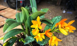 Ảnh minh hoạ: Internet