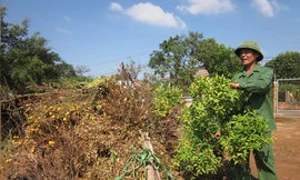 Quất đổ bệnh, dân mất tiền tỉ