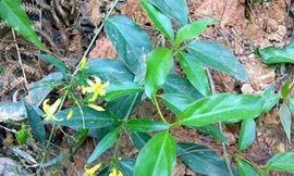 Không được lấy vợ, chàng trai 15 tuổi ăn lá ngón tự vẫn