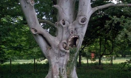 Cây sồi có bộ mặt khóc thét