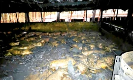 Cháy trang trại làm 1.600 con heo bị chết, thiệt hại hàng tỷ đồng