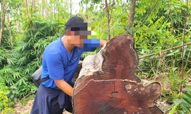 Vụ khu rừng ở suối Ia Díp bị phá: 124 cây bị đốn hạ