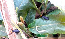 Một người chết, hai người cấp cứu sau khi ăn côn trùng lạ ở Gia Lai