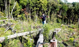 Xem xét 11 dự án bị cấp vượt thẩm quyền ở huyện Kon Plông 