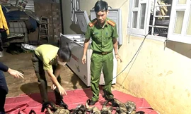 Người phụ nữ trữ 31 cá thể cầy vòi hương trong tủ lạnh 