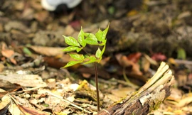 Hơn 12 nghìn củ 'quốc bảo' được cấp chỉ dẫn địa lý