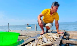 Cá chết trắng sau một đêm ở hồ thủy lợi Ia Mơr