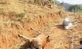 Đàn bò 11 con chết bất thường ở Gia Lai