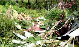 Xuất hiện đàn voi rừng nguy cơ tuyệt chủng ở vùng biên Gia Lai