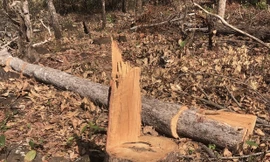 Tỉnh Gia Lai chỉ đạo xử lý nghiêm vụ phá 3.600 m2 rừng 