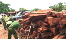 Số gỗ trái phép tại xưởng gỗ của Doanh nghiệp tư nhân Hùng Ny