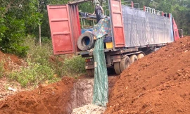 Chôn lấp 5,5 tấn cá tầm vận chuyển trái phép qua biên giới