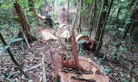 Hiện trường rừng bị phá nghiêm trọng ở xã Hra