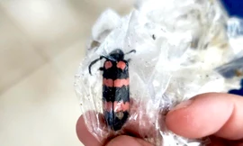 Nam thanh niên tử vong sau khi ăn 10 con sâu 'tăng cường sinh lý'