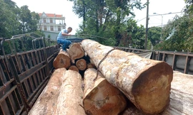 Khởi tố vụ xe tải chở 23 lóng gỗ Kơ nia không rõ nguồn gốc ở Gia Lai