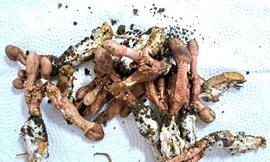 Nguy kịch vì ăn nấm 'đông trùng hạ thảo' mọc từ nhộng ve sầu 