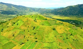 Thổn thức ngắm hoa dã quỳ trên núi lửa Chư Đang Ya 