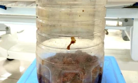 Uống rượu cà độc dược, 2 người đàn ông nhập viện cấp cứu 