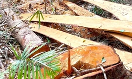 Công an Gia Lai phát hiện 52 thân gỗ bị cưa hạ trái phép