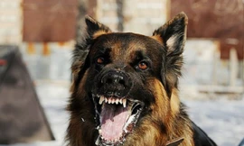 Gia Lai: Thêm nạn nhân tử vong do bệnh dại