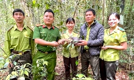 Quảng Ngãi: Phát hiện tê tê vàng quý hiếm bò ngang đường