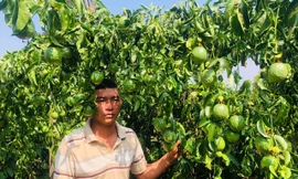 Người đàn ông ứa nước mắt thấy cả vườn chanh dây sắp thu hoạch bị chặt đứt gốc