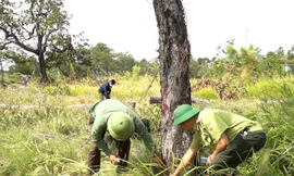 Cục Kiểm lâm vào cuộc vụ hơn 450 thân gỗ bị đốn hạ ở Gia Lai
