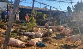 Xe tải chở 180 con heo gặp nạn, người dân tới tìm giúp tài xế