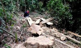 Hiện trường vụ khai thác lâm sản trái phép