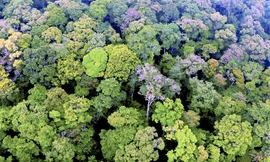 'Đột nhập' khu rừng hơn 1.000 ha chứa nhiều 'quốc bảo' Việt Nam