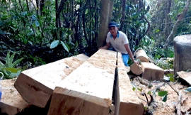 Giám đốc công ty lâm nghiệp bị cảnh cáo vì liên tục để 'mất rừng'