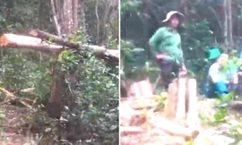 Lâm tặc ngang nhiên vào rừng đốn hạ 125 cây gỗ