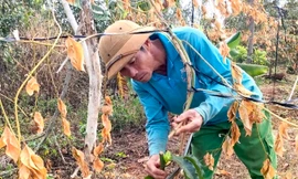 Hàng trăm cây chanh dây, vườn sầu riêng của người dân bị kẻ gian cắt gốc