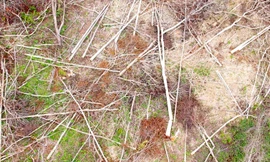 Bắt đối tượng phá trắng 2,5ha rừng ở Gia Lai 