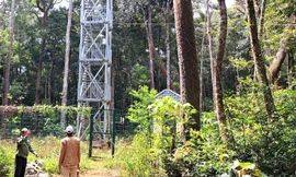 Phát hiện thi thể người phụ nữ đang phân hủy trong rừng sâu