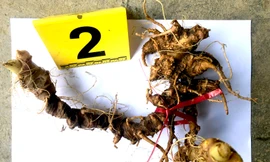 Bắt đối tượng lên núi nhổ trộm sâm Ngọc Linh 'khủng' của dân