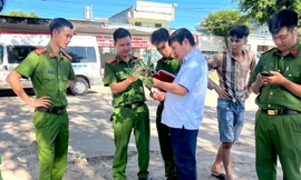 Phát hiện 40kg củ, lá giống sâm Ngọc Linh vô chủ ở bến xe